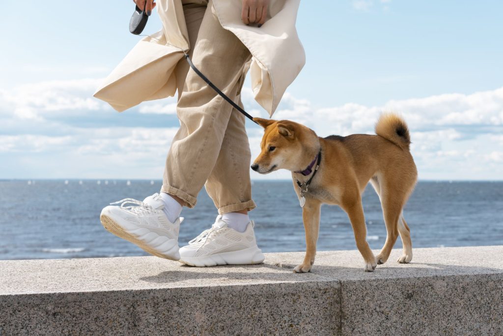 🐾 Bien préparer l’arrivée d’un chiot en été ☀️🐶
